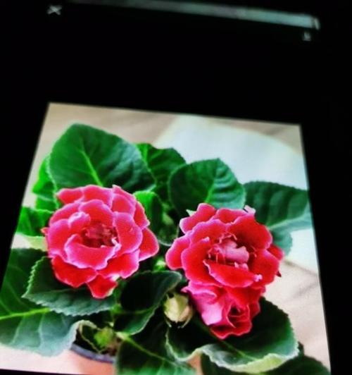 芙蓉树养护指南（从选址到修剪，让你的芙蓉树健康成长）