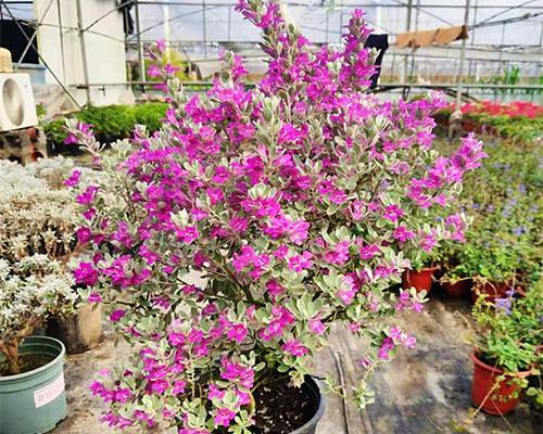 芙蓉树养护指南（从选址到修剪，让你的芙蓉树健康成长）