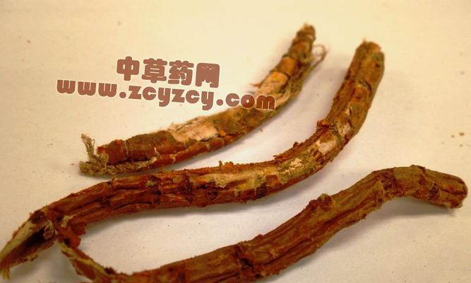 独占春的神奇功效与作用（揭开独占春的秘密，让你拥有健康美丽）