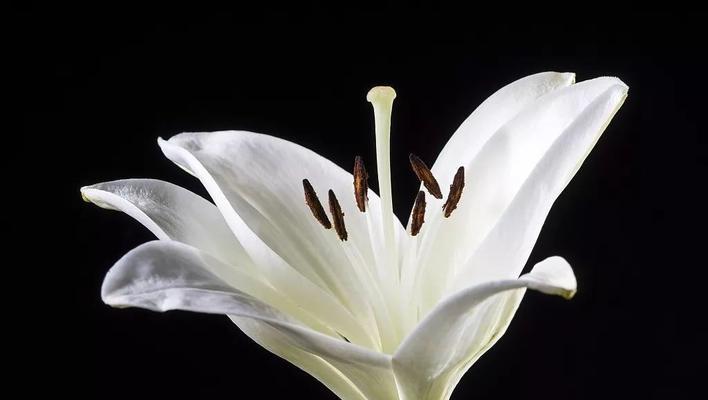 白色百合花的花语——纯洁与祝福（探索白色百合花的花语，传递心灵的纯洁与祝福）