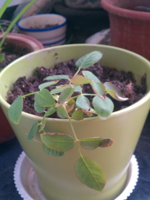 玫瑰花叶子上的蜘蛛网（为什么会有蜘蛛网？如何处理？）