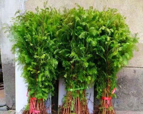 水杉树的适宜种植场所及要点（水杉树的特点和优点）