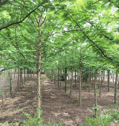 水杉树的适宜种植场所及要点（水杉树的特点和优点）