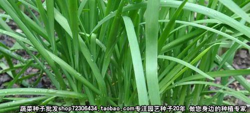 阳台种植韭菜的全套指南（用最简单的方法让你在阳台上种出新鲜韭菜）