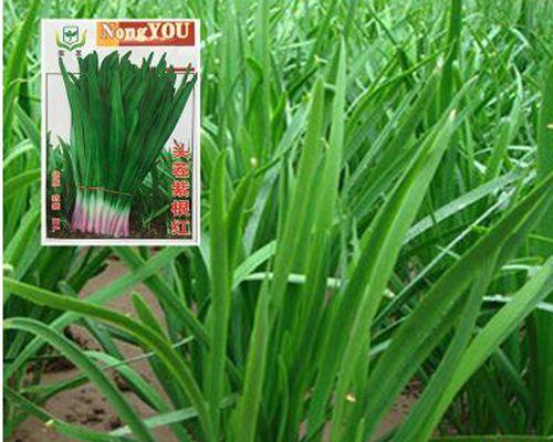 阳台种植韭菜的全套指南（用最简单的方法让你在阳台上种出新鲜韭菜）