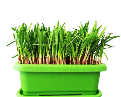 阳台种植韭菜的全套指南（用最简单的方法让你在阳台上种出新鲜韭菜）
