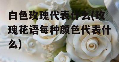 白色的玫瑰花（用白色的玫瑰传达爱情和友谊的花语）