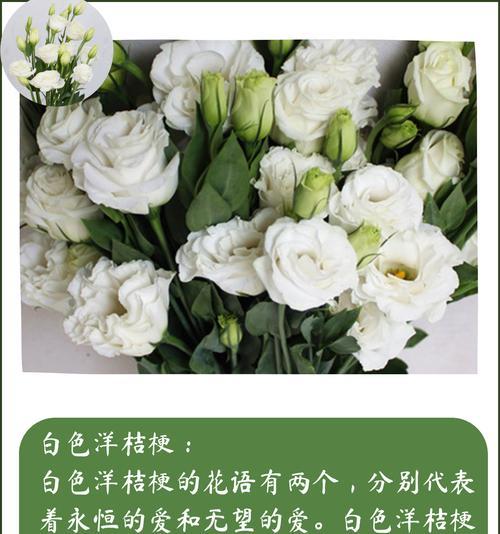 白色桔梗花（探寻白色桔梗花的文化内涵与美丽寓意）