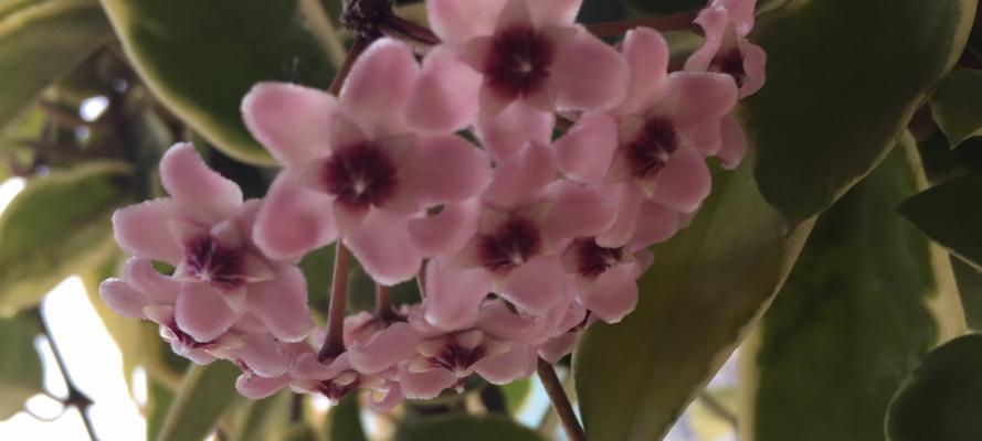打造宜人空气的家居绿植——花叶球兰的养殖（阳台、客厅、办公室都适合，零失败的方法让你轻松入手）
