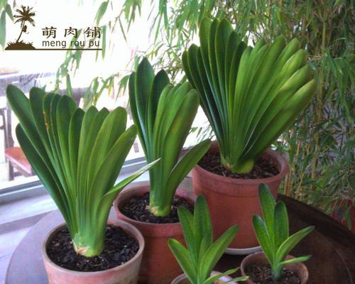 家庭室内花卉名称大全（打造绿色家居，种植室内花卉的秘密）