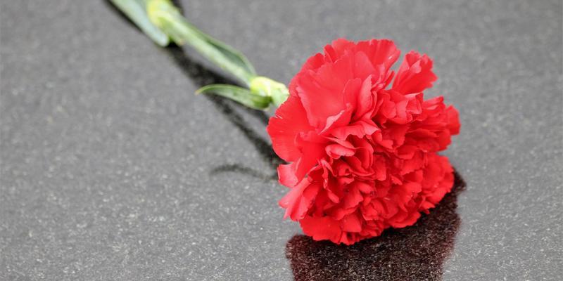 白色康乃馨花语（用白色康乃馨传达心意，传递爱与祝福）