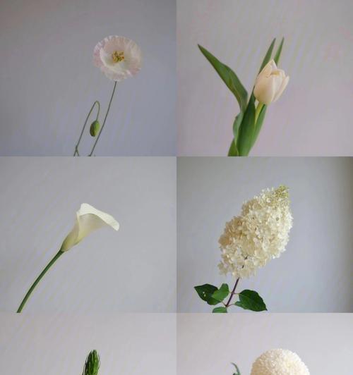 白色马蹄莲（探寻白色马蹄莲的美与哲理）