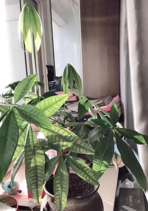当心发财树！水浇多了会有这些症状（注意！过度浇水的发财树会出现生长异常，提前预防）
