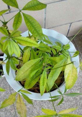 当心发财树！水浇多了会有这些症状（注意！过度浇水的发财树会出现生长异常，提前预防）