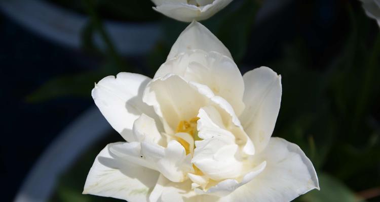 白色郁金香的花语（唤醒纯洁与平静）