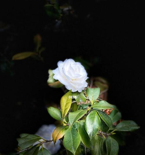 白山茶花语（用花言巧语，倾诉真情）