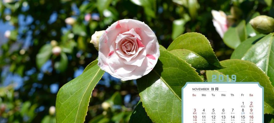 白山茶花语（用花言巧语，倾诉真情）