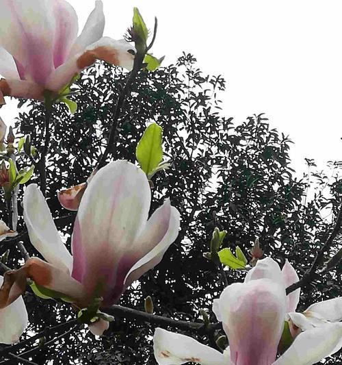 白玉兰花的深刻寓意（探索白玉兰花的象征意义及文化价值）