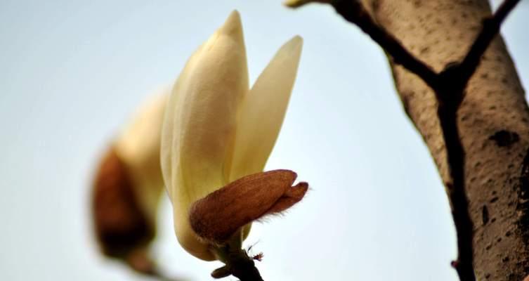 白玉兰花的深刻寓意（探索白玉兰花的象征意义及文化价值）