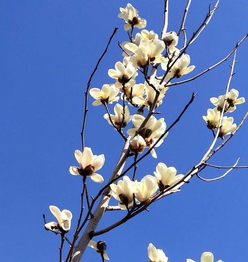 白玉兰花语（花语寓意美丽故事珍贵友情和平永恒纯洁温暖气质高雅传承）