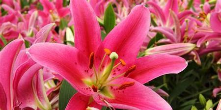百合花的含义及象征意义（百合花的神秘之美与文化传承）