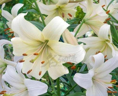 百合花的含义及象征意义（百合花的神秘之美与文化传承）