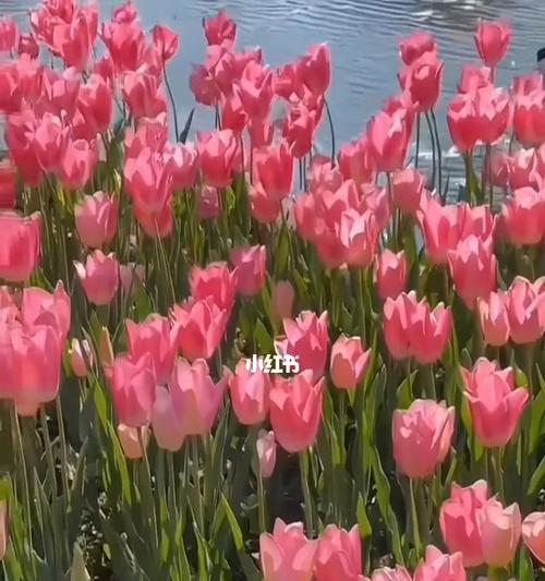 爱情花语揭秘（百合花语传递着你是我的的浪漫爱情）