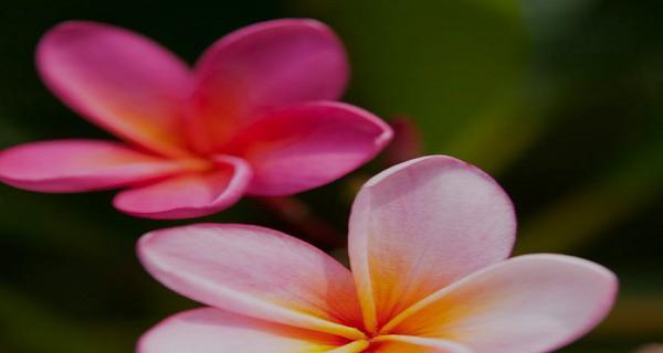 花语平安归来（以菊花为主题的平安祝福）