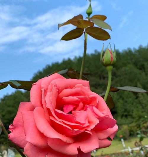 平凡之美——以百合花为主题的花语文章(百合花的花语及其传达的平凡之美)
