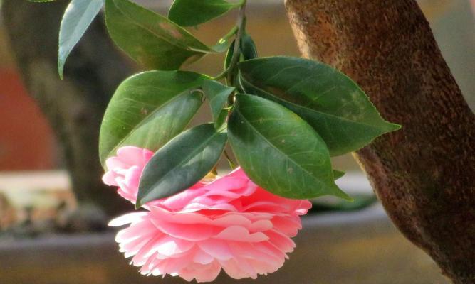 平平安安的花语——向生活传递祝福（用花语表达平安心愿，给生活增添温暖）