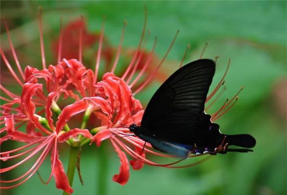 平平安安的花语——向生活传递祝福（用花语表达平安心愿，给生活增添温暖）