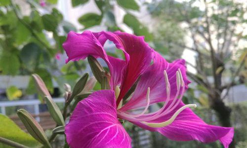 亲情之花(康乃馨花语的深意与亲情的升华)