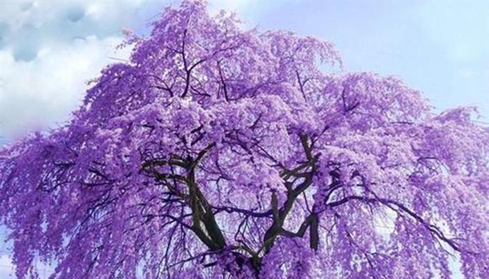 青春花开（以什么花的花语是青春为主题？）