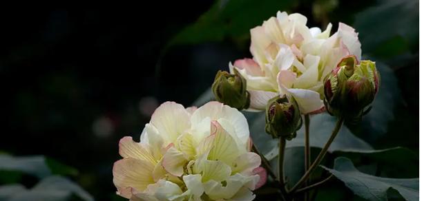 团圆美满之花语——百合的花语（传递幸福与团聚的代表花朵）