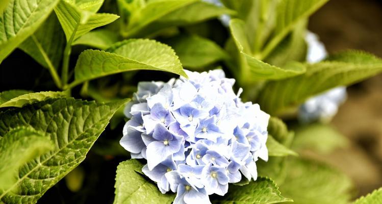 团圆美满之花语——百合的花语（传递幸福与团聚的代表花朵）