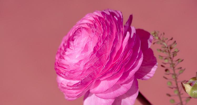 永恒的爱之花（的爱，玫瑰花语的含义）