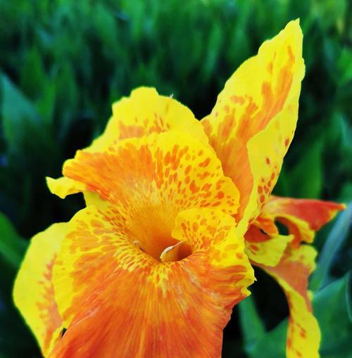 以向日葵的花语为主题的文章（未来之光——向日葵的花语）
