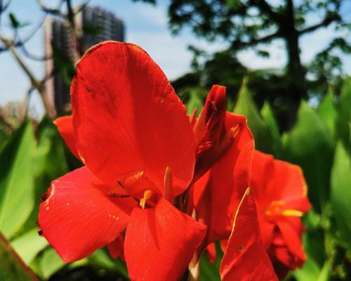 以向日葵的花语为主题的文章(未来之光——向日葵的花语)