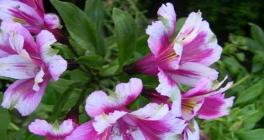 以向日葵的花语为主题的文章（未来之光——向日葵的花语）