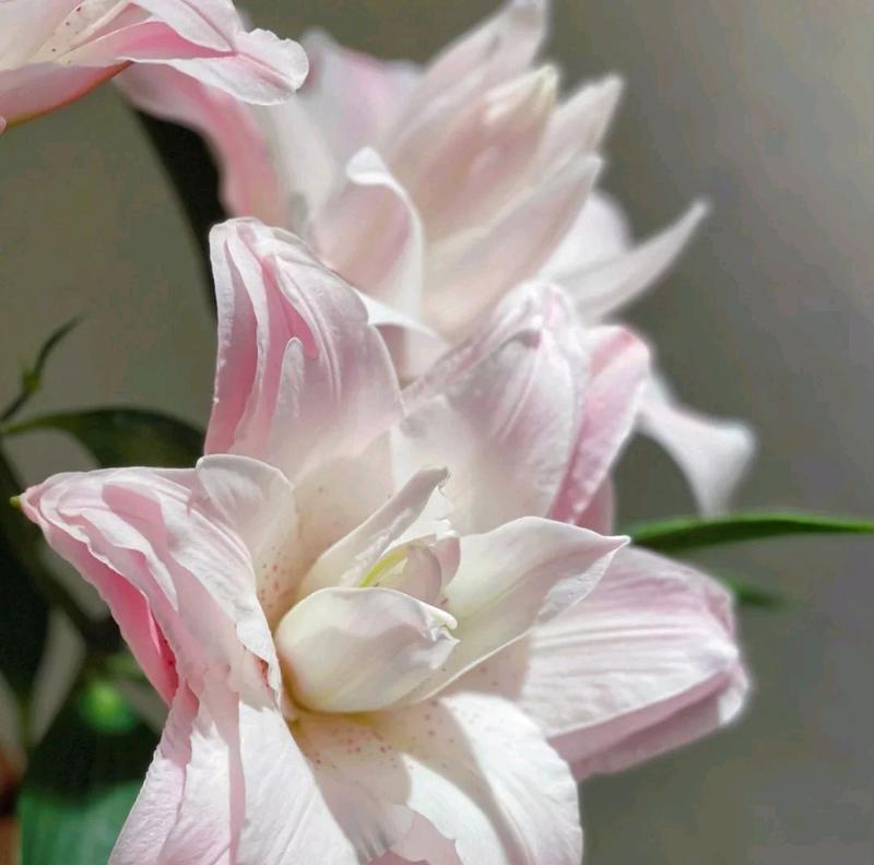 温柔之花（用康乃馨传达温柔的情感和关怀）