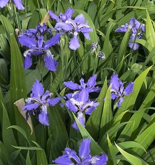 探寻爱意之花语（揭秘「我想你了」的花朵花语，令爱意绽放的关键）