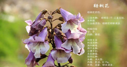 无所谓心情的花语——菊花（菊花）