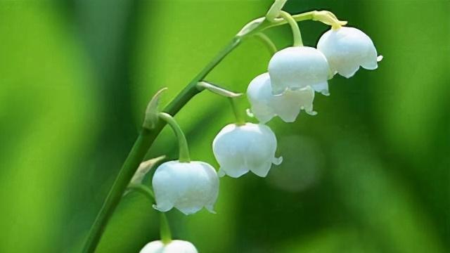 幸运花语(揭秘红掌花语的幸运密码)