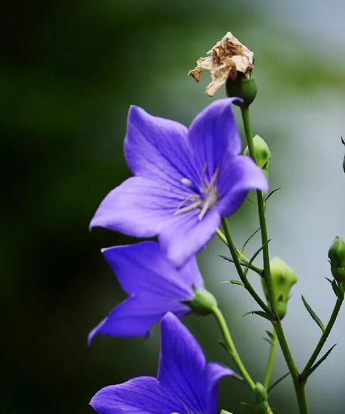 忘却的花语——迎接新生活的勇气(以雏菊花语为例解读遗忘的含义)