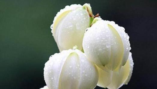 永恒友谊的花语——玫瑰花的花语解读（探寻玫瑰花所传递的永恒友谊的意义与象征）