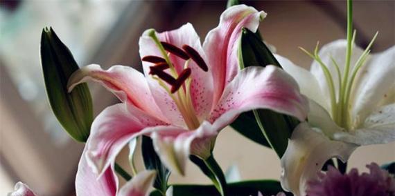 永远的承诺——以白色玫瑰花语为主题的文章（用一束白色玫瑰传达永恒的爱与守护）