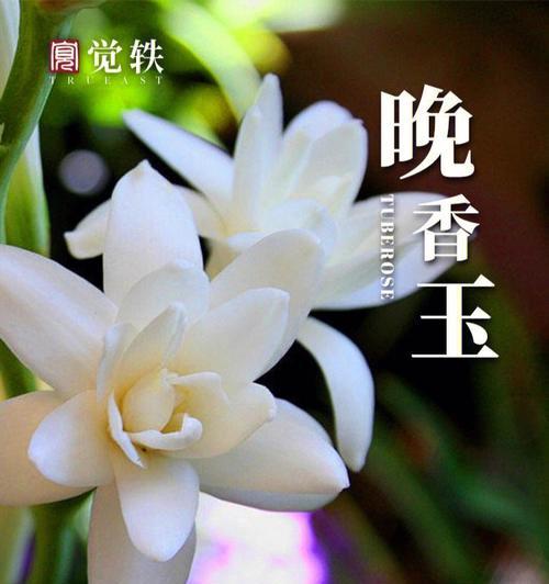 欲望之花（以紫罗兰为代表的花语揭示人类欲望的深层内涵）