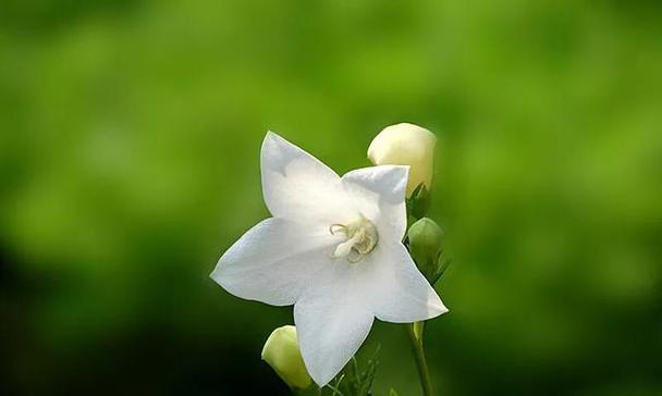 用以茉莉花的花语诠释“越来越好”（花语之美）