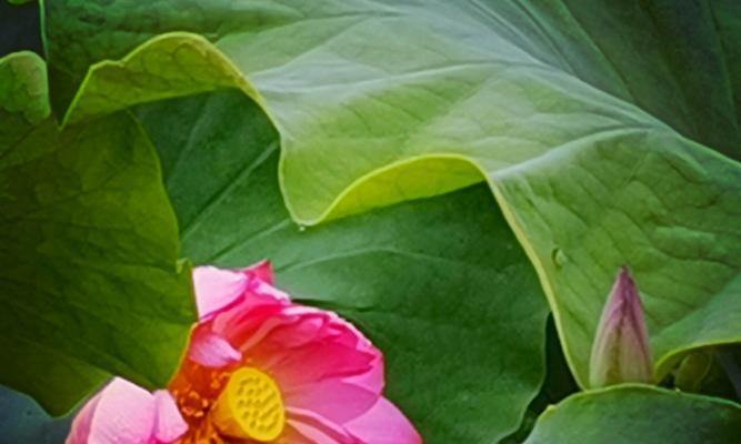 真诚之花（百合花的真诚花语和其象征意义）