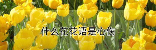 重逢的花语——以百合花为主题的文章（百合花与重逢）